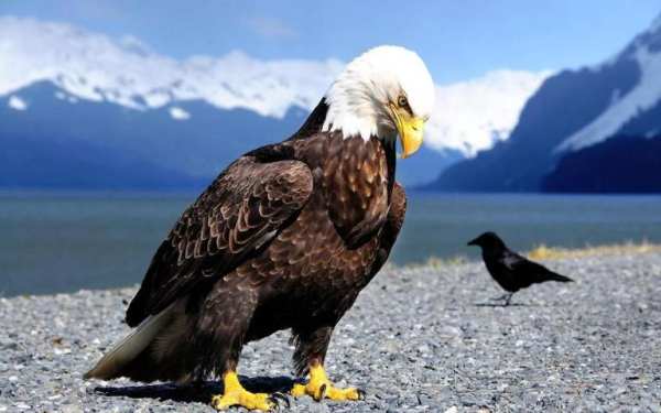 Bald Eagle Wallpaper 2 تصوير الشاشة