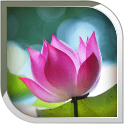 Lotus Live Wallpaper आइकन