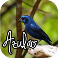 Baixar canto dopássaro azulão on 9Apps