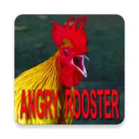 Best Of Angry Rooster Sound