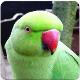 Indian Ringneck Parrot Sound: Rose-Ringed Parakeet