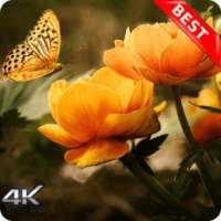 10000+ Nature Wallpapers HD (Offline) on 9Apps