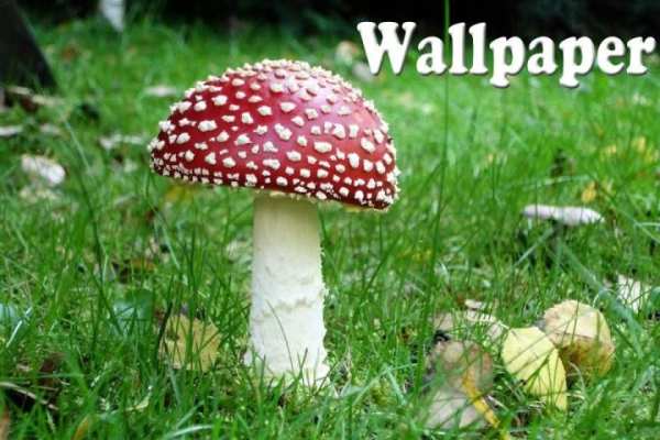 Mushroom Live Wallpaper screenshot 4