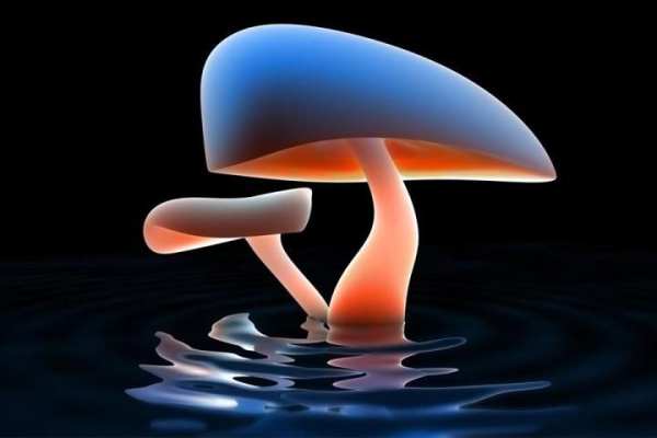 Mushroom Live Wallpaper screenshot 7
