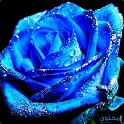 صور ورود متحركه GIF screenshot 1