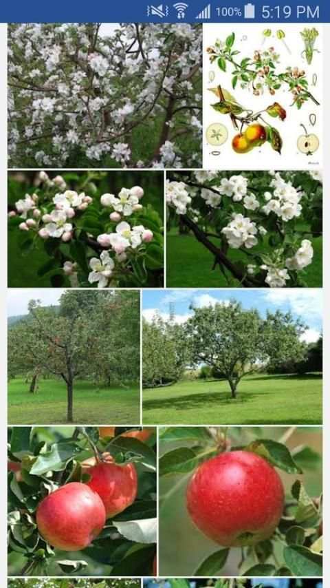 Botanical Names स्क्रीनशॉट 5