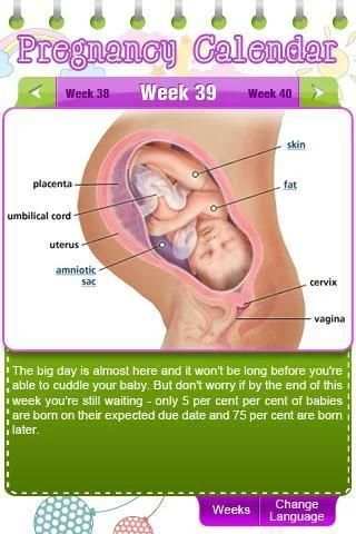 Pregnancy Calendar स्क्रीनशॉट 1