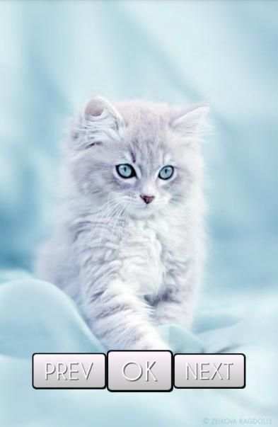 Cute Cat Wallpaper HD 2 تصوير الشاشة
