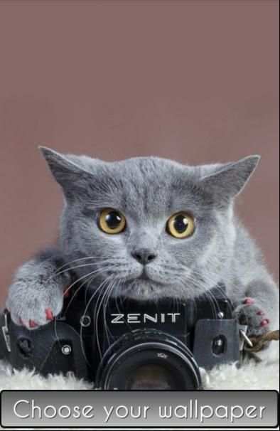 Cute Cat Wallpaper HD 6 تصوير الشاشة