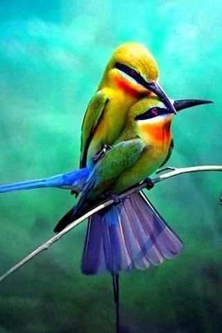 Bird Sounds स्क्रीनशॉट 1