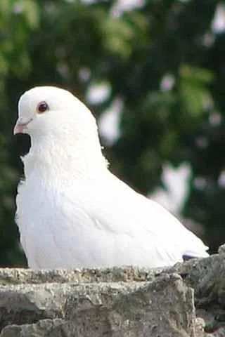Bird Sounds स्क्रीनशॉट 2