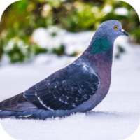 Pigeon Sounds on 9Apps