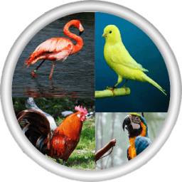 صور و اصوات الطيور - العاب اطفال icon