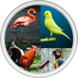 Bird Pics 1.2