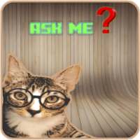 Asking cat