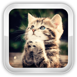 Cat Games आइकन