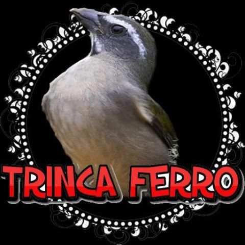 MARCHEADO DE TRINCA FERRO FÊMEA screenshot 2
