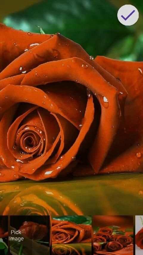 Red Rose Lock Screen HD screenshot 1