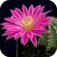 Cactus Live Wallpaper on 9Apps