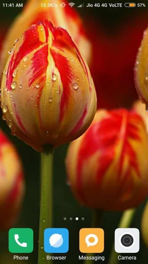 Tulips Flower Wallpaper screenshot 4