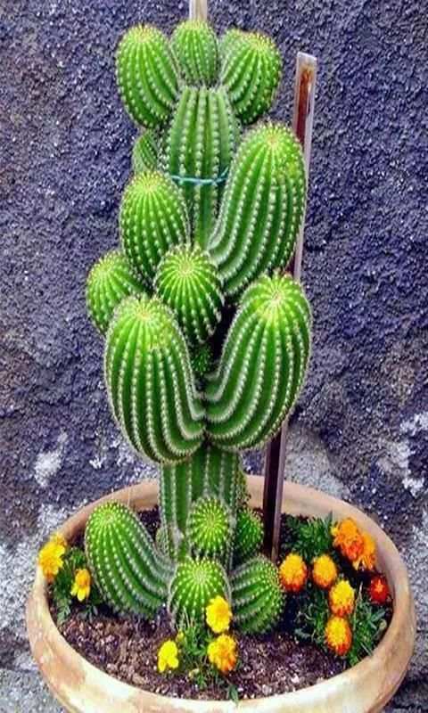 Cactus screenshot 5