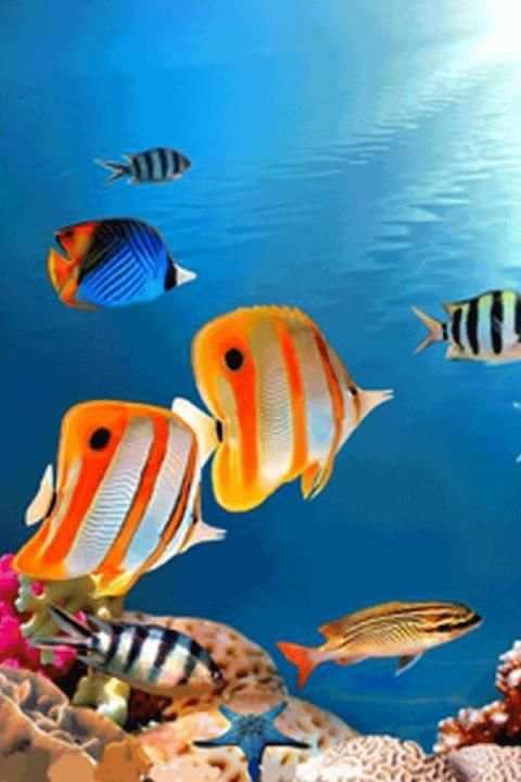 Fish Wallpaper screenshot 12