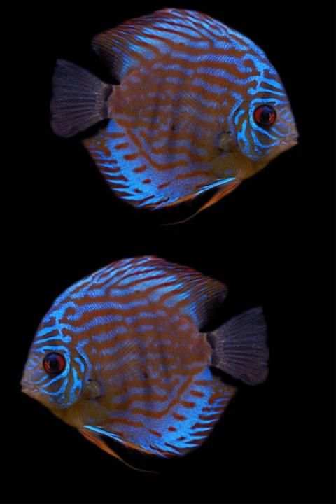 Fish Wallpaper screenshot 4