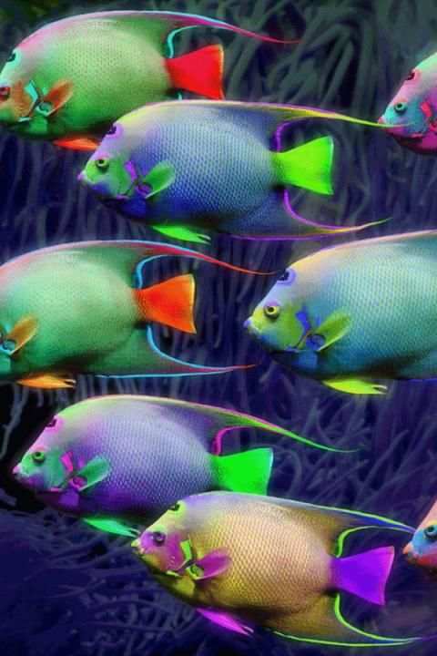 Fish Wallpaper screenshot 3