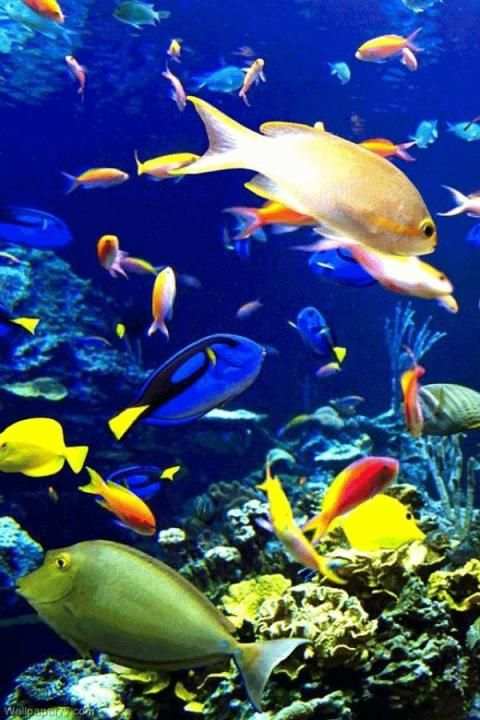 Fish Wallpaper screenshot 11