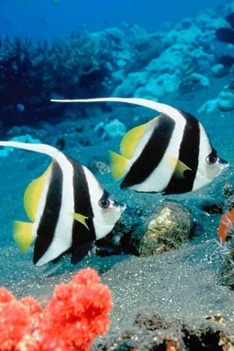 Fish Wallpaper screenshot 10