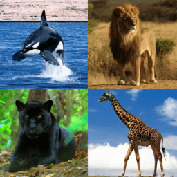 Guess The Animal أيقونة