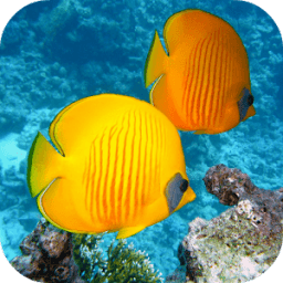 Fish Wallpapers आइकन