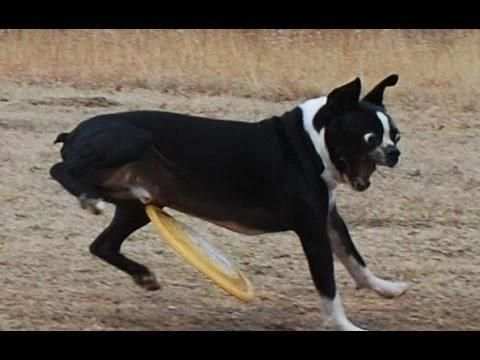 **** Funny Videos **** screenshot 6