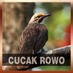 Suara Burung Cucak Rowo icon