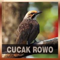 Suara Burung Cucak Rowo on 9Apps