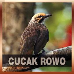 Suara Cucak Rowo 1.0