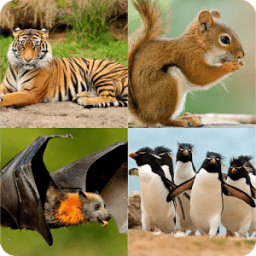 TEBAK GAMBAR HEWAN icon