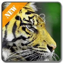 Finger Tiger Lock Screen 1.1