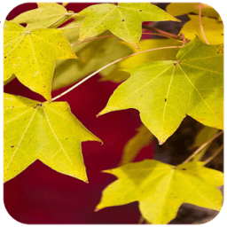 HD Nature Wallpaper icon