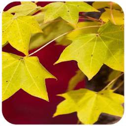 Nature Wallpaper 1.01