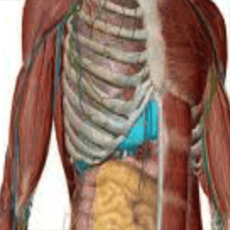 Guide For Human Anatomy Atlas आइकन