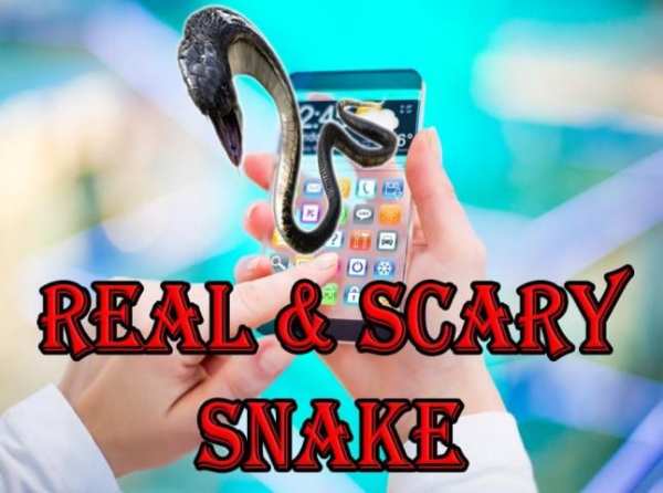 Snake On Phone Screen Prank screenshot 5