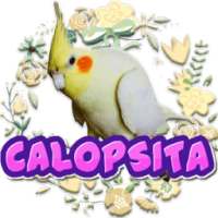 Assobio|Cantos|Treinamento|Calopsitas on 9Apps