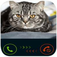fake call from cat