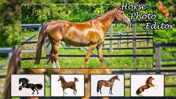Horse Photo Editor screenshot 1