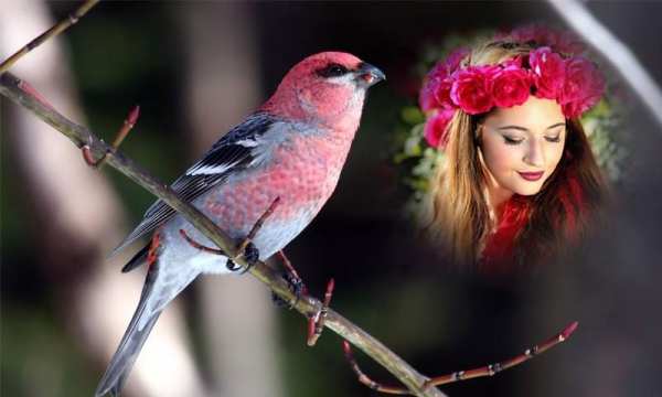 Birds Photo Frames स्क्रीनशॉट 2