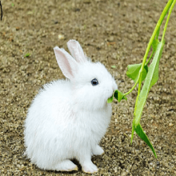 CUNICULTURE иконка