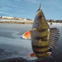 Рыбалка рыбалка рыбалка