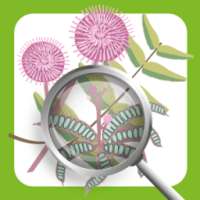 Invasive Species ID Guide