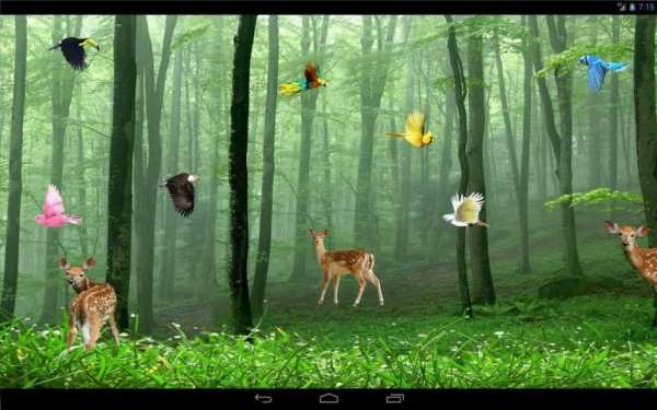 Rain Forest Live Wallpaper 3 تصوير الشاشة